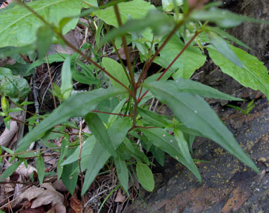 leaves